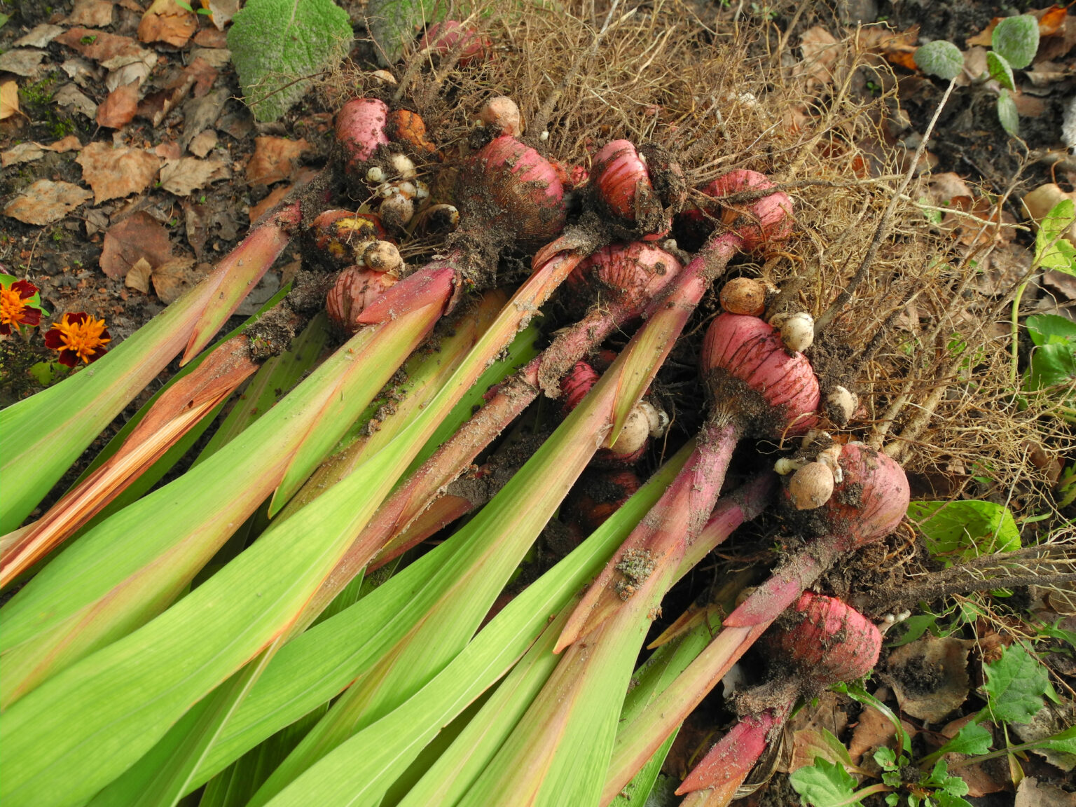 6 Tips For Storing Bulbs During Winter Jung Seed’s Gardening Blog