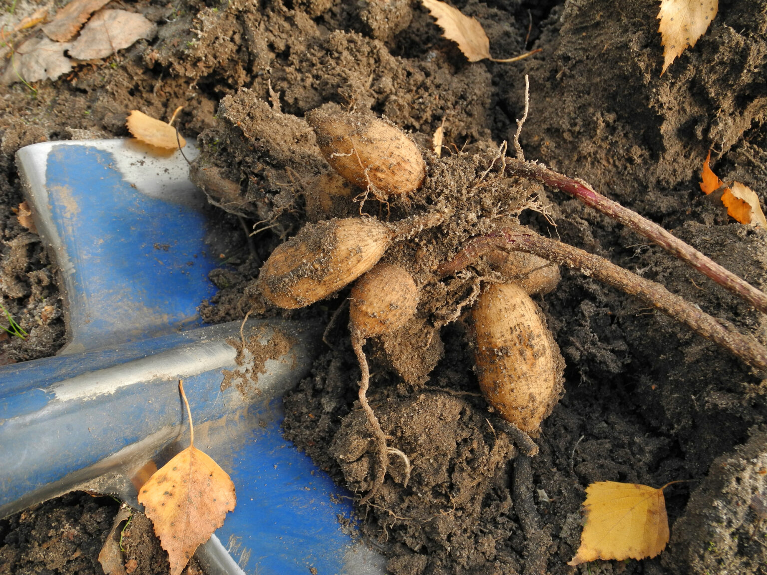6 Tips For Storing Bulbs During Winter Jung Seed’s Gardening Blog