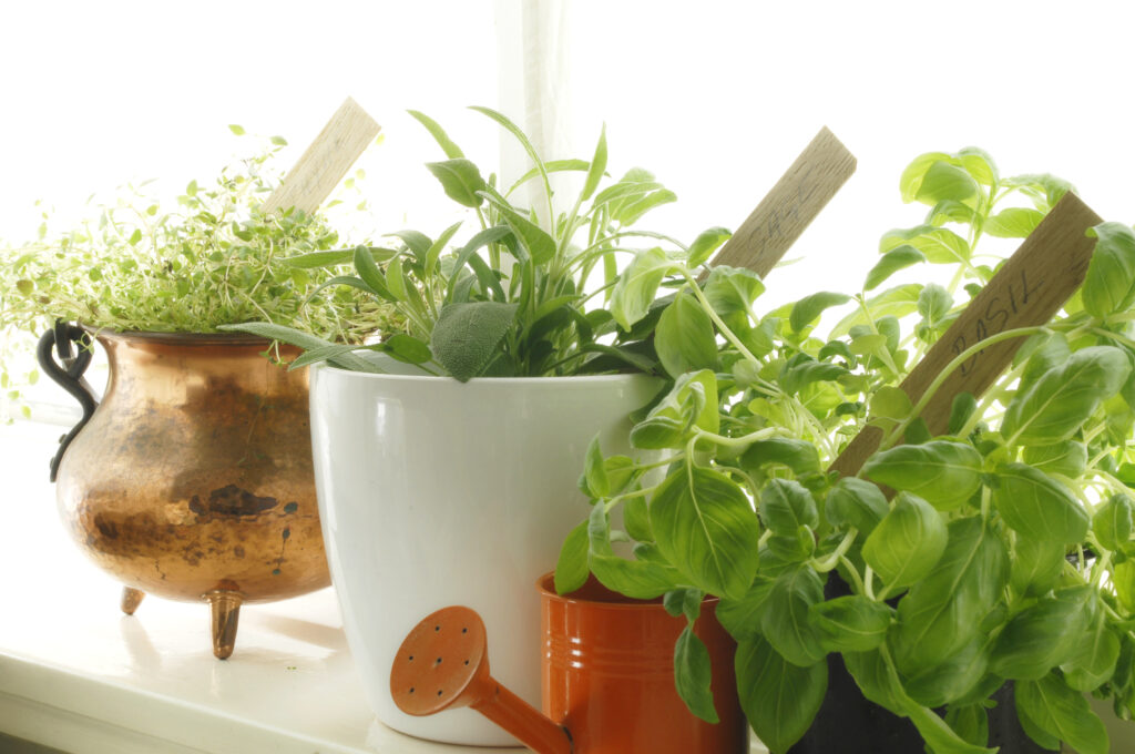 Fresh herbs on window