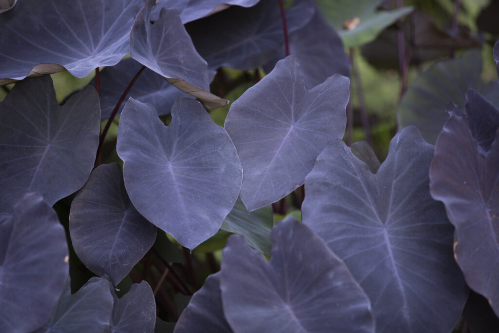 Colocasia Esculenta Plant, also called Black Magic Elephant Ear located at the Botanical Gardens in San Diego, California