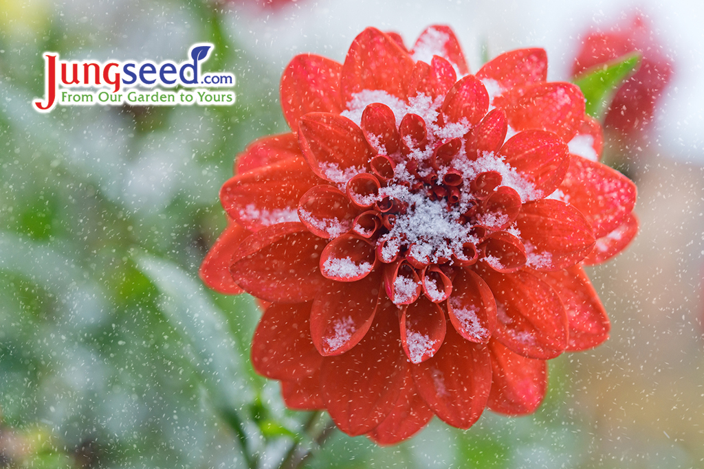 Autumn flowers of scarlet dahlias and snowflakes.