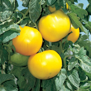 Lemon Boy Hybrid Tomato