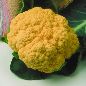 Cheddar Cauliflower