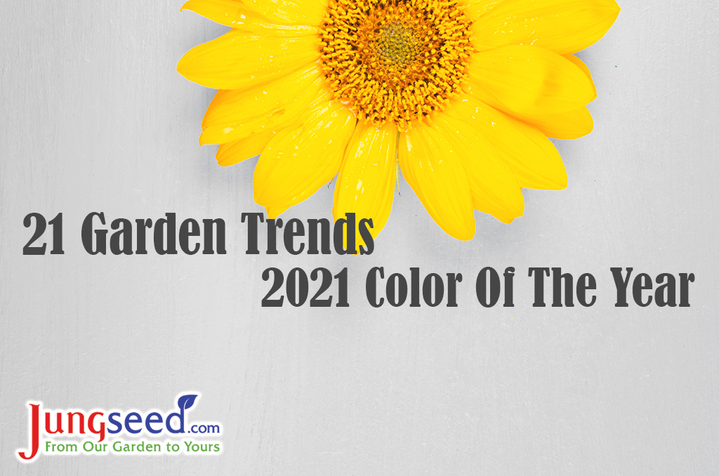 Colors of year 2021. Gray and Yellow. Sunflower on grey background.