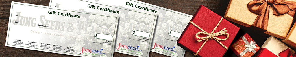 Gift certificates for Christmas