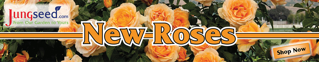 New roses at Jung Seed now available
