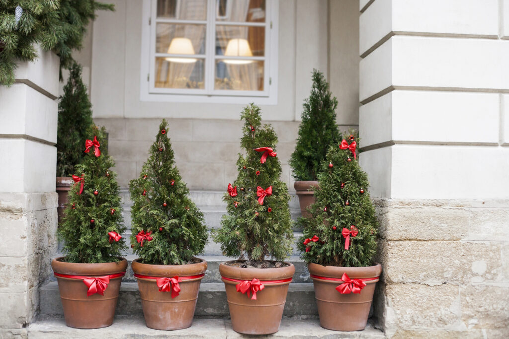 Decorated with red bows and balls Christmas trees in pots near old house