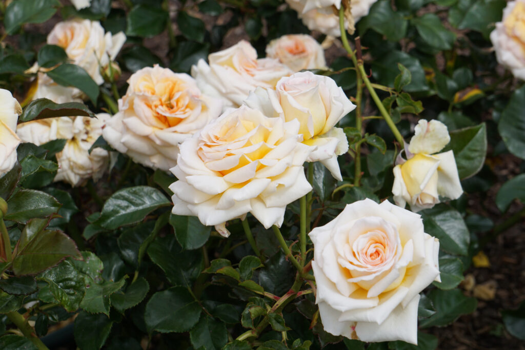 White roses in a garden