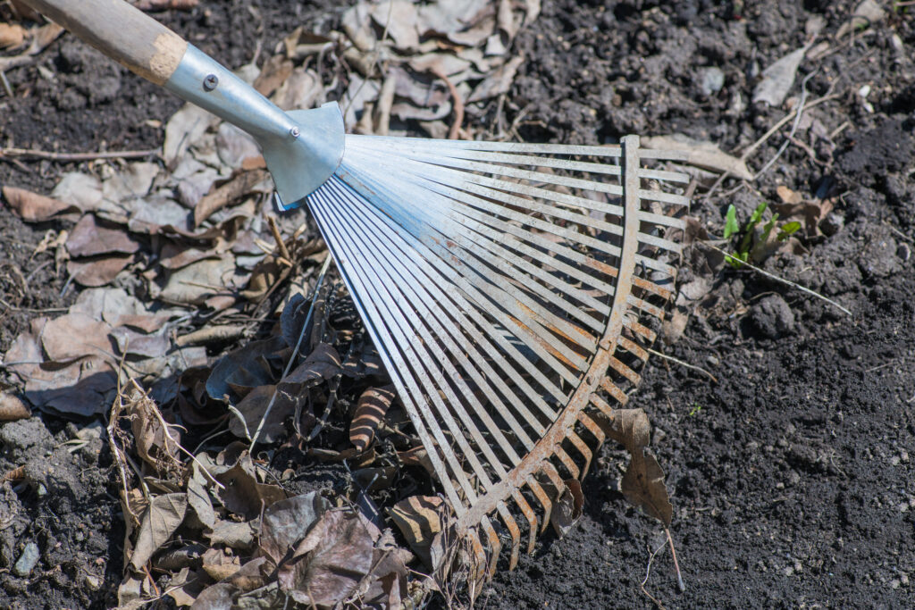 Cleaning dried leaves with fan rakes