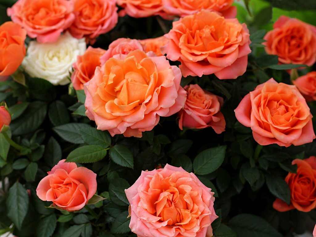 Coral colored roses