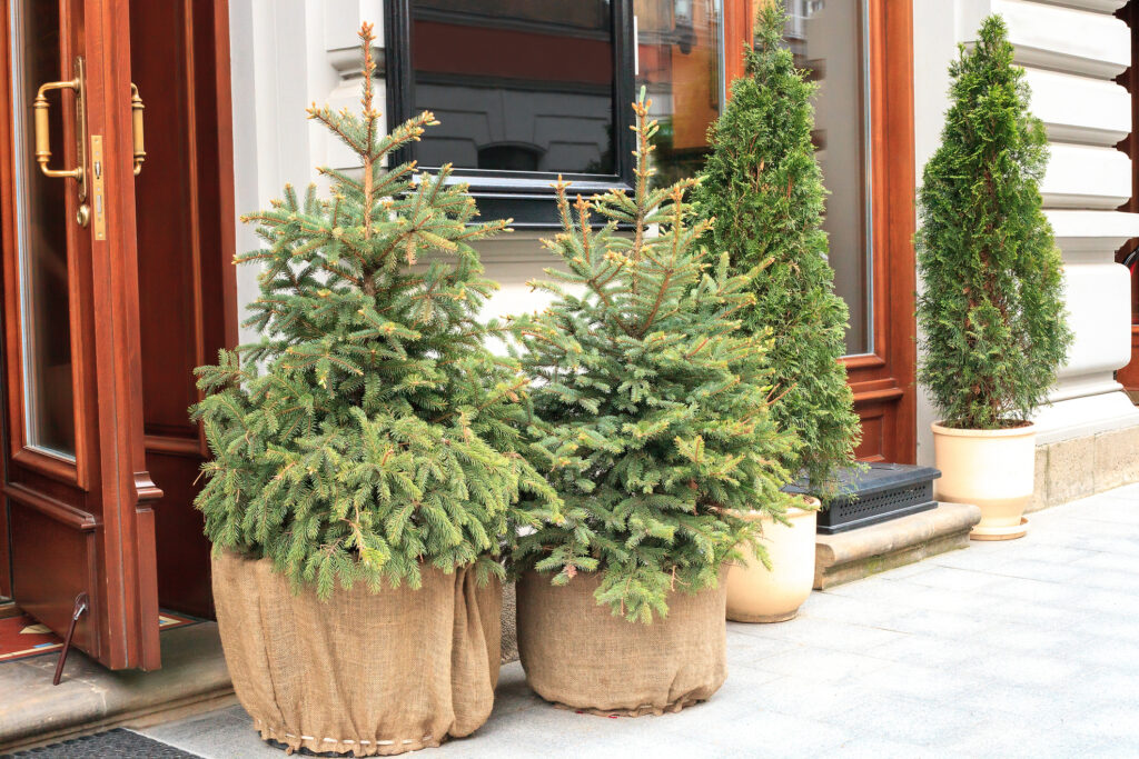 How To Care For Your Live Christmas Tree Jung Seed’s Gardening Blog