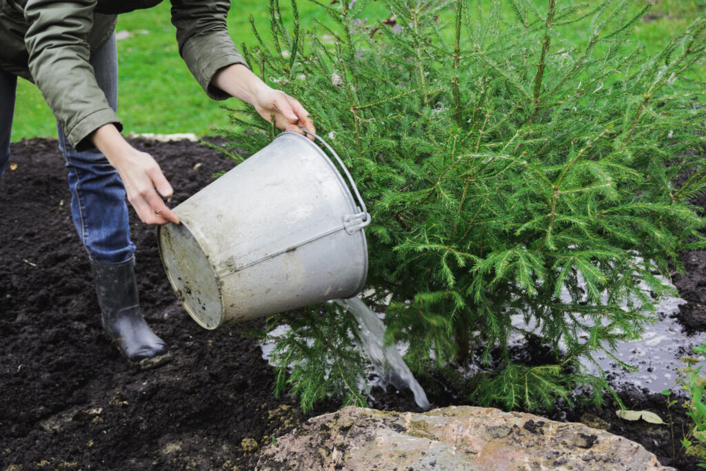 woman watering a fir tree