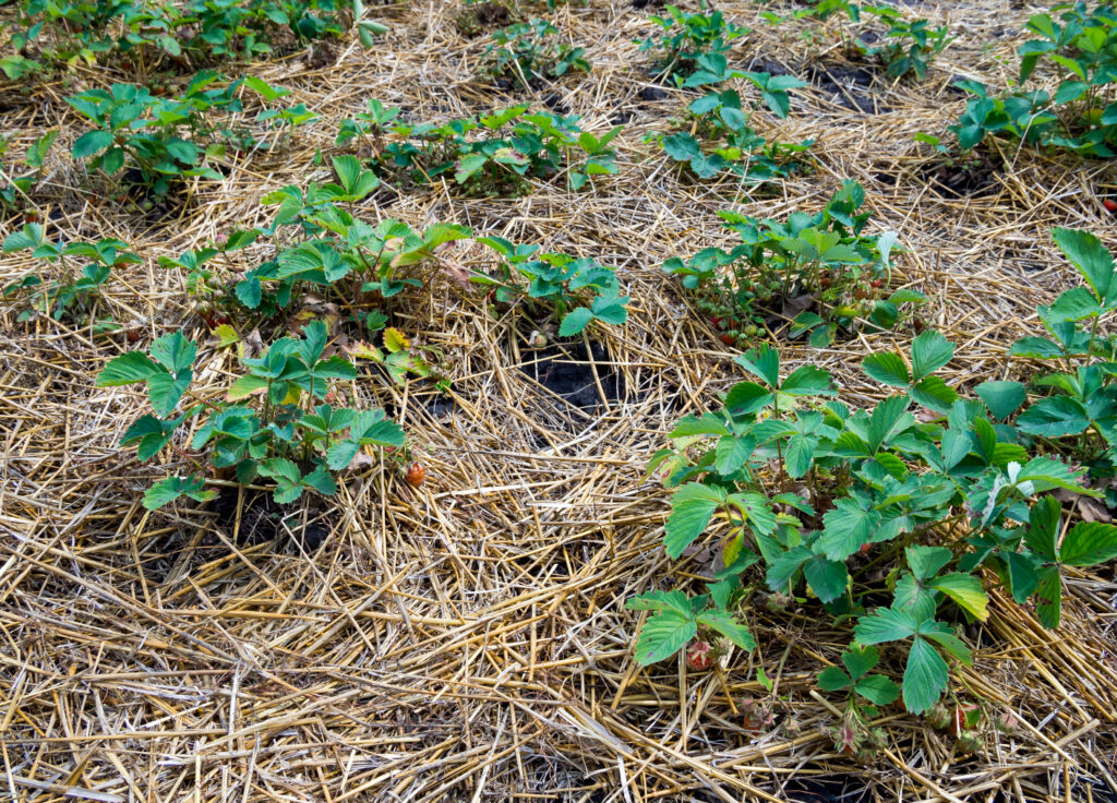 Mulching young strawberry bushes with a layer of dry straw