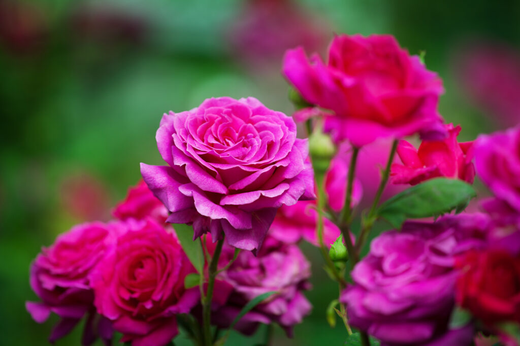 Dark pink roses