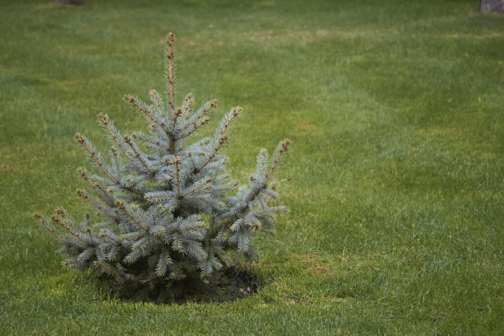 Young magnificent Christmas tree without decoration on green lawn,