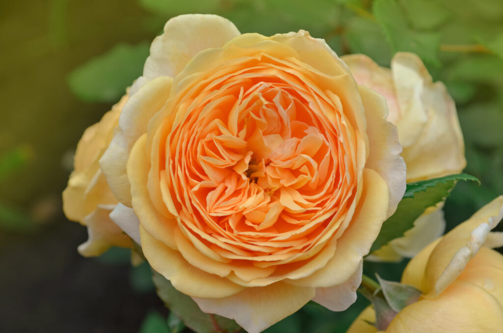 English roses Crown Princess Margareta