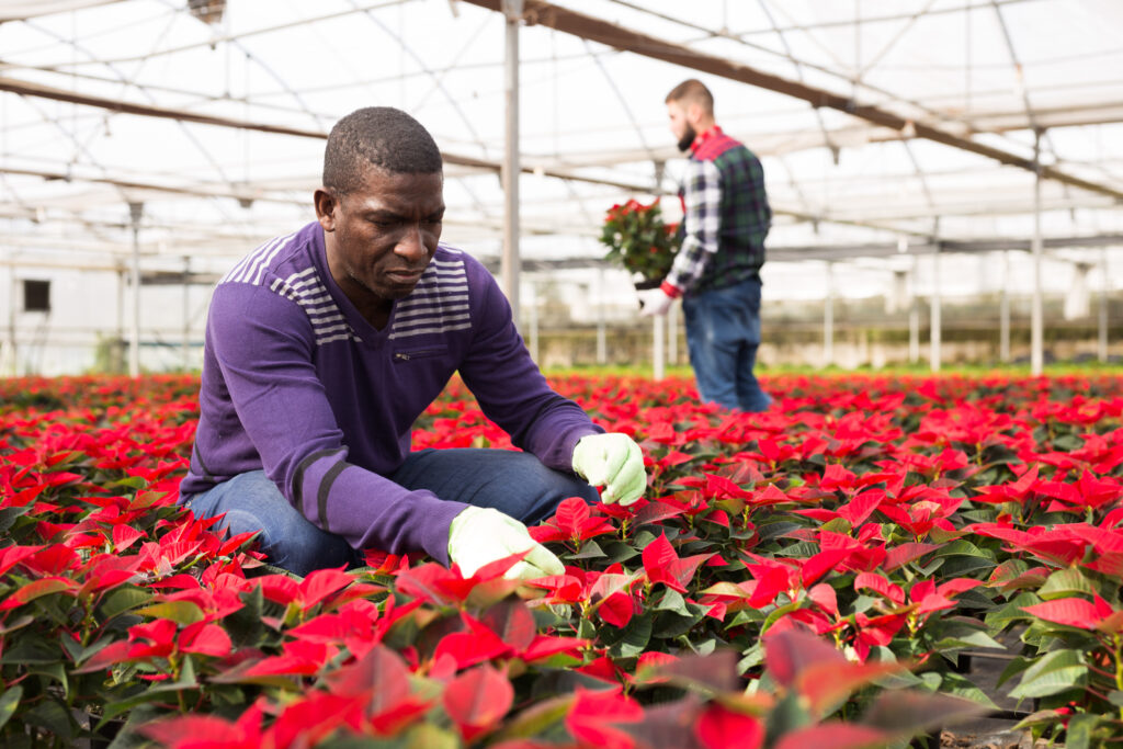 A man choosing a poinsettia at a garden center