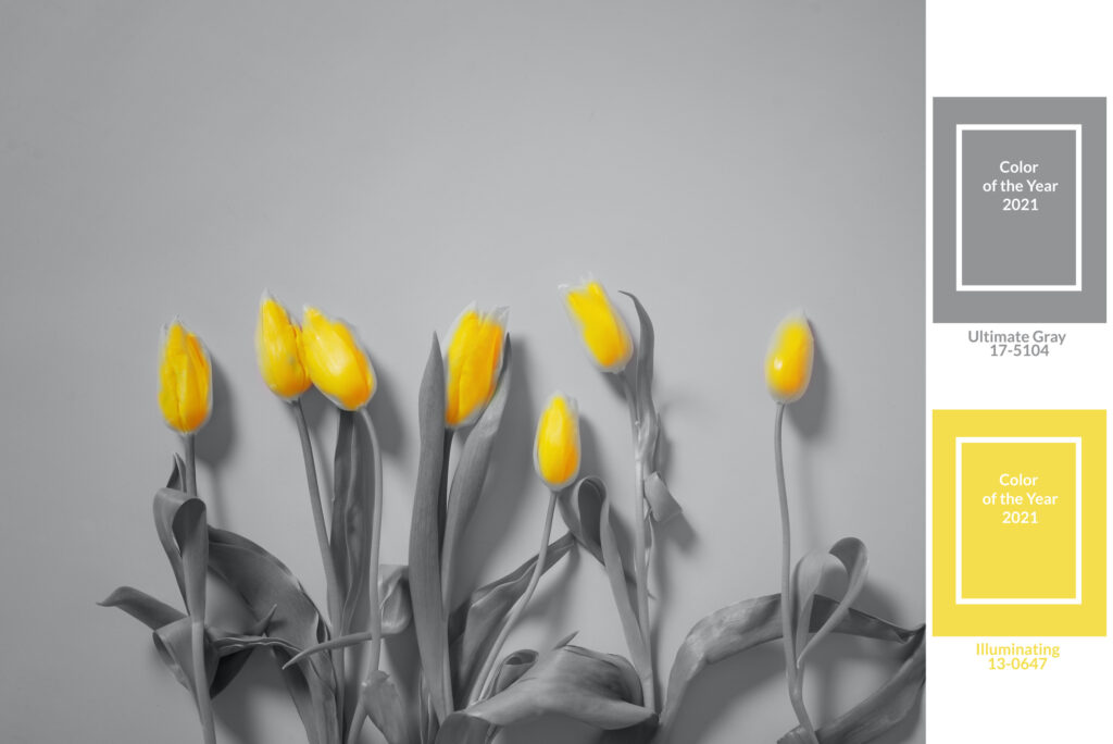 Yellow tulips bouquet. Colors yellow and gray , Color of the year of 2021 Illuminating , Ultimate Gray.