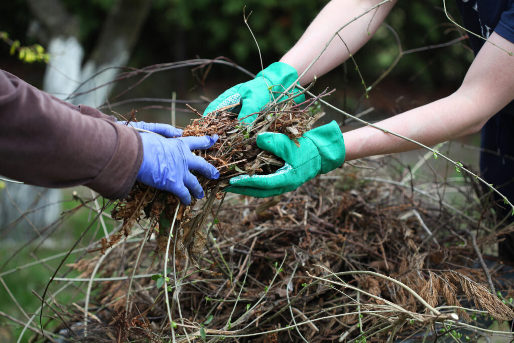 Gardeners cleaning up dead plants