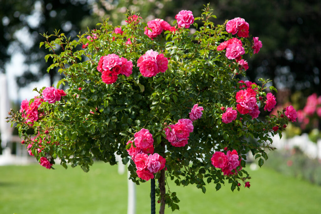 Pink tree rose