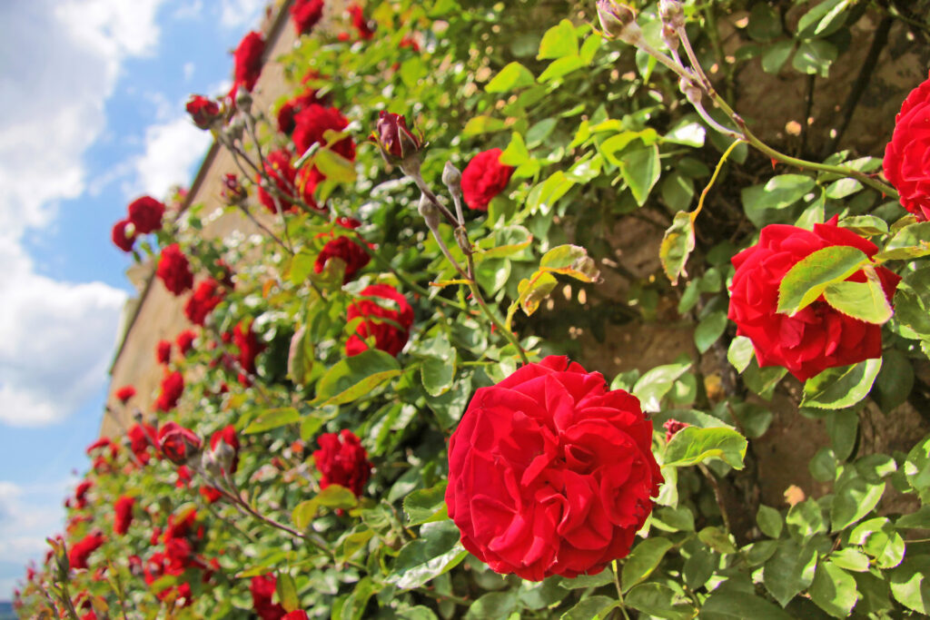 Red climbing roses on old wall at Palace Johannisberg in the Rheingau, Hesse, Germany