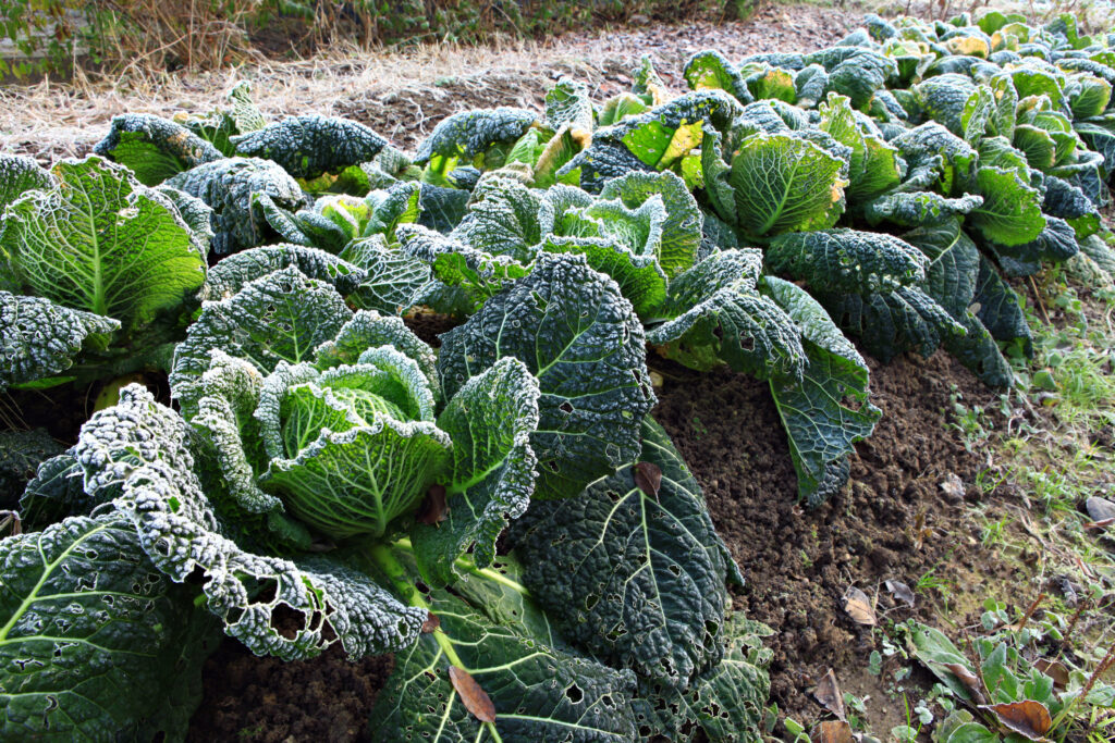 Savoy cabbage covered with frost.