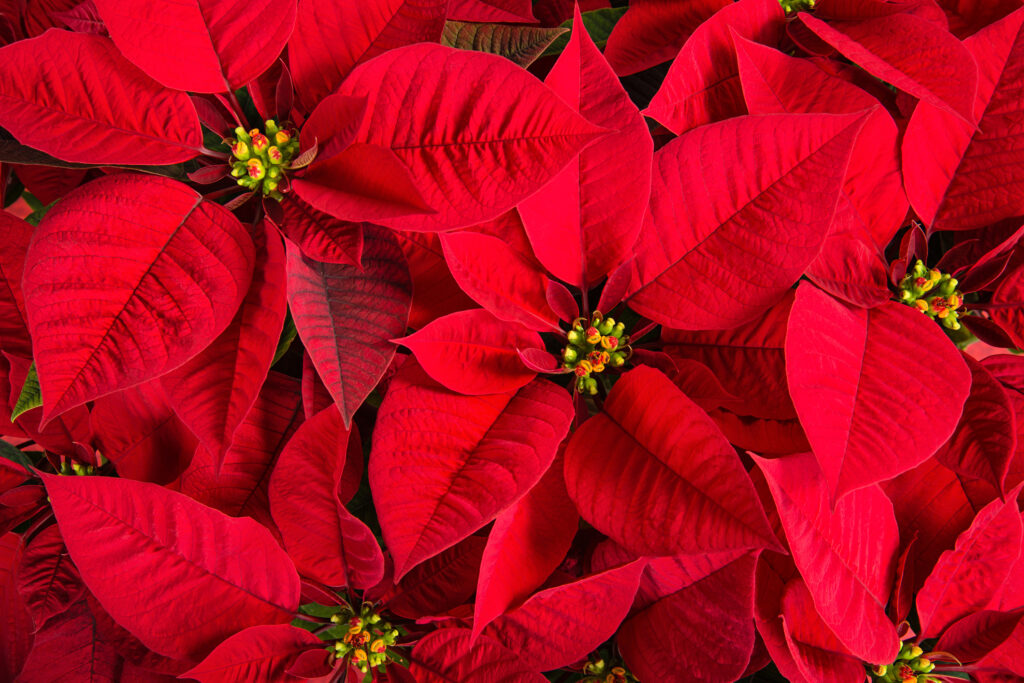 Closeup of red poinsettia flowers