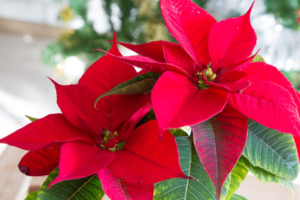 beautiful red poinsettia Christmas flower close up