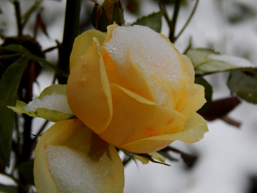 Yellow rose covered in snow