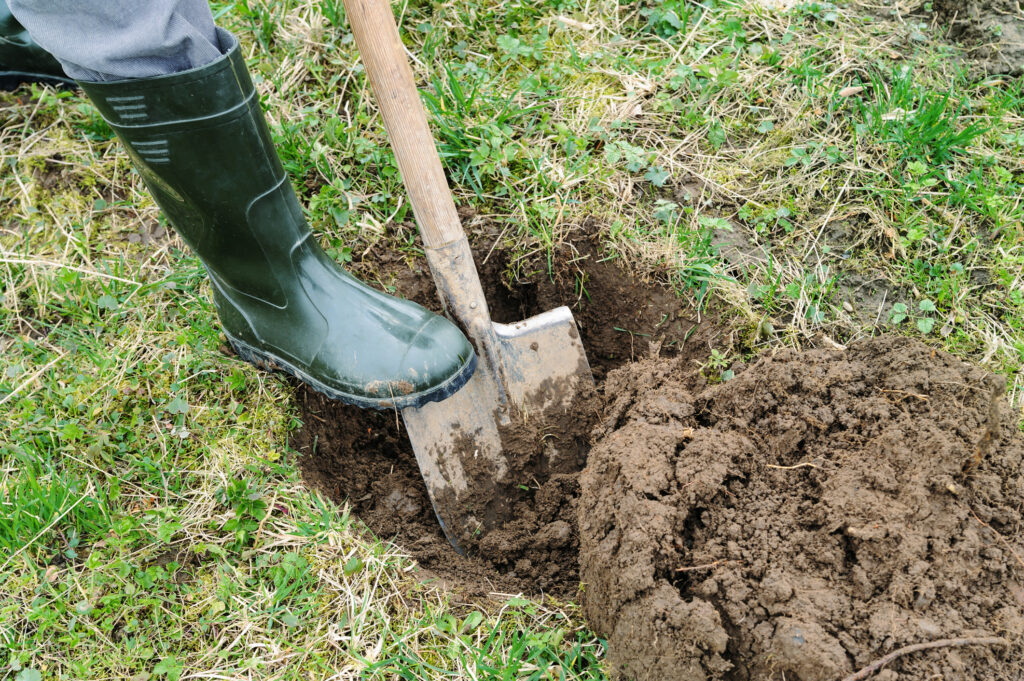 Work in the garden. Man digs a hole to plant a tree.