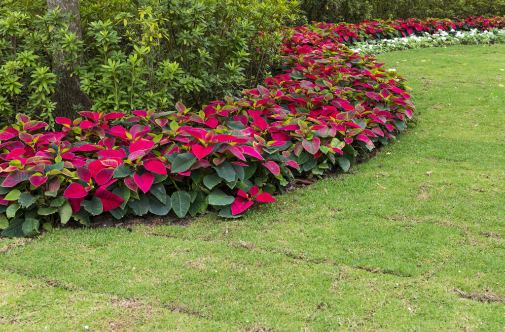 Poinsettia garden, Green grass, garden