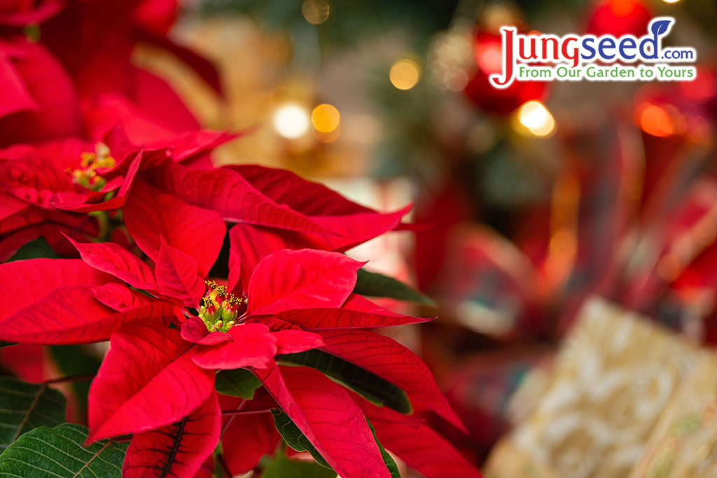 Beautiful red Poinsettia (Euphorbia pulcherrima), Christmas Star flower. Festive red and golden holiday background with Christmas decorations and presents.