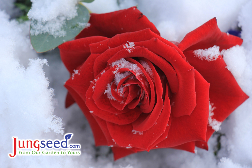 A rose in store the winter