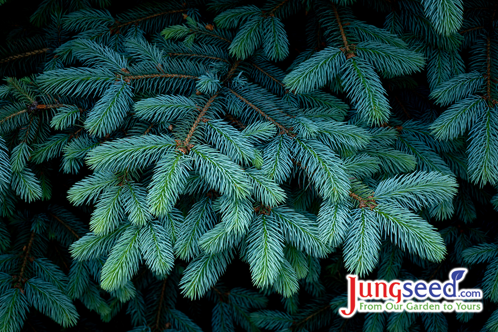 Beautiful branches of spruce with young needles. Christmas tree in nature. Blue spruce close-up.