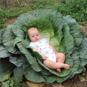 A baby laying in a cabbage