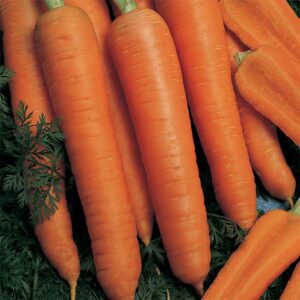 Orange carrots
