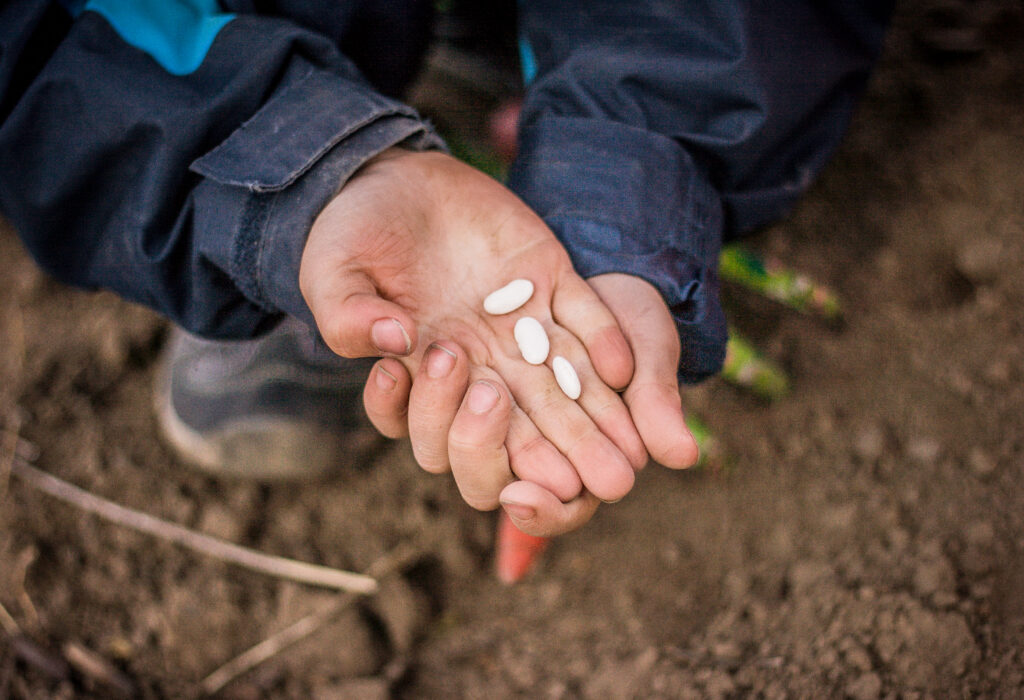 child hands in planting green beans seed