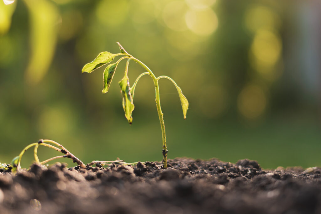 dying withered sprout in earth, drought season climate