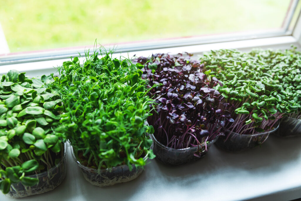 Microgreens growing on windowsill