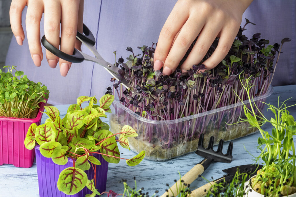 The girl cuts off with scissors shoots from the young green of red basil.