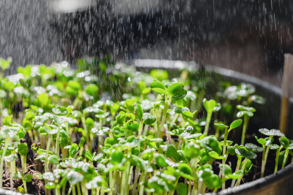 Spraying water onto microgreens