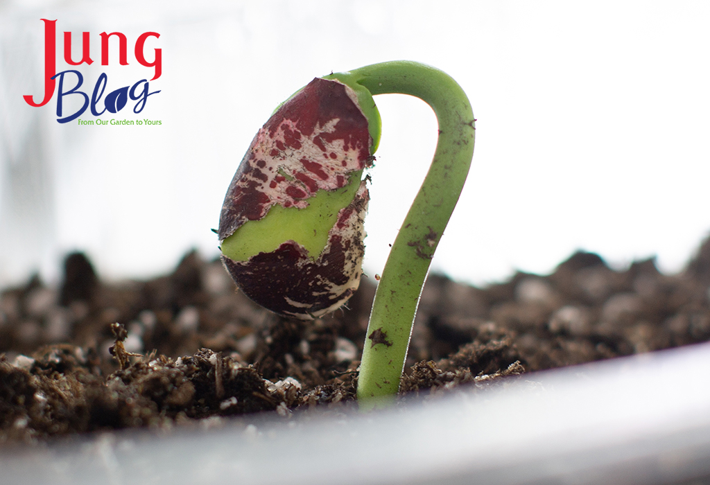 How to Use a Soil Thermometer for More Reliable Seed Germination