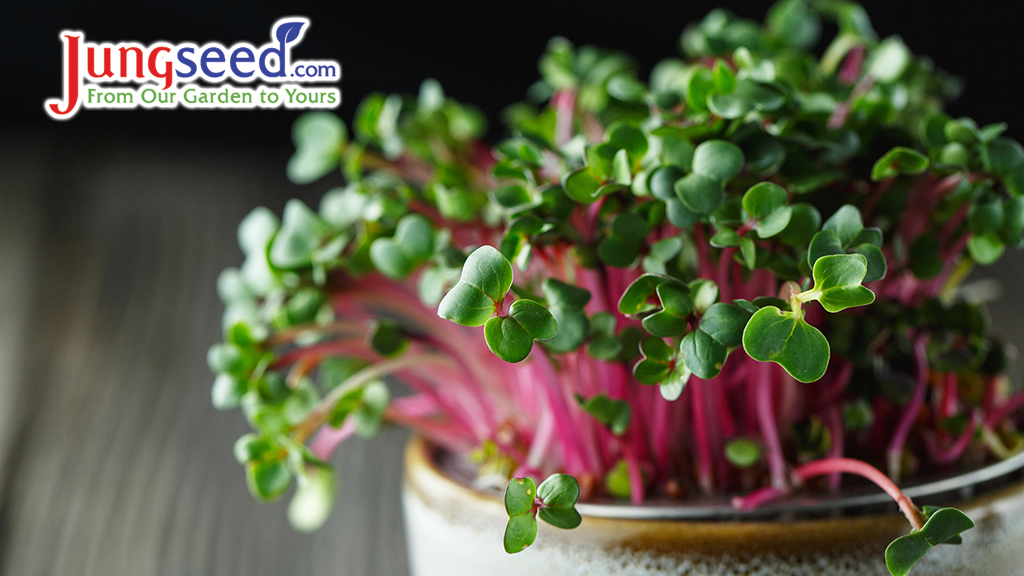 Close-up of radish microgreens - green leaves and purple stems.