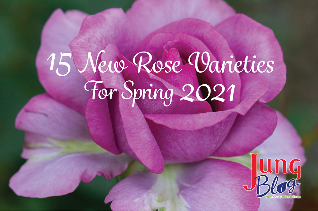 15 New Rose Varieties For Spring 2021 | Jung Seed’s Gardening Blog