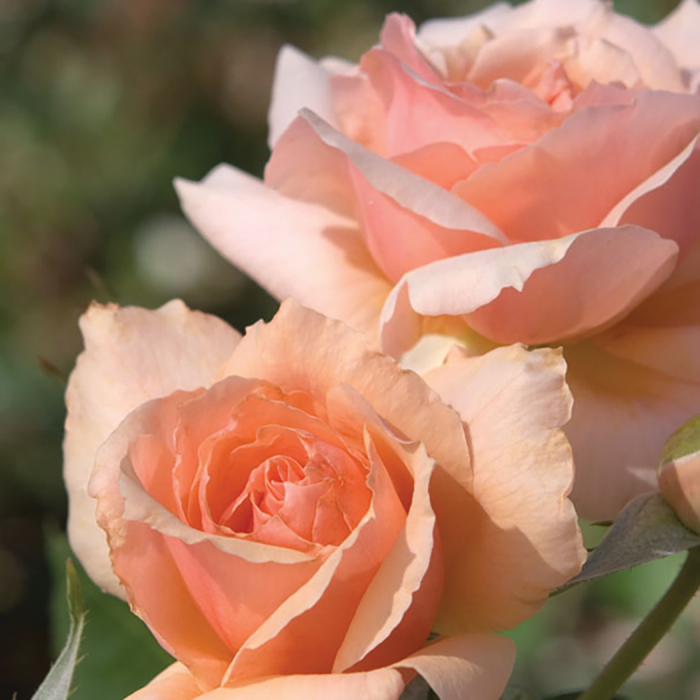 Apricot Candy Hybrid Tea Rose