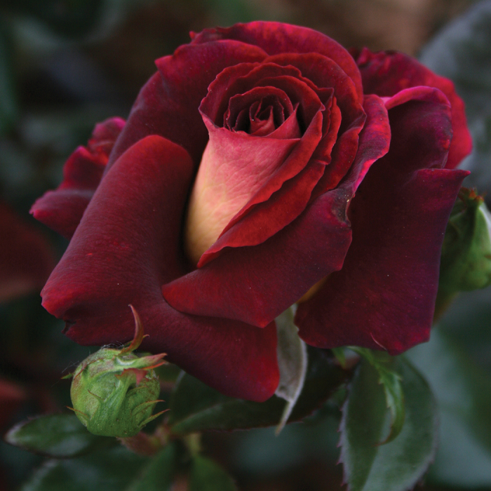 Dark Night™ Hybrid Tea Rose