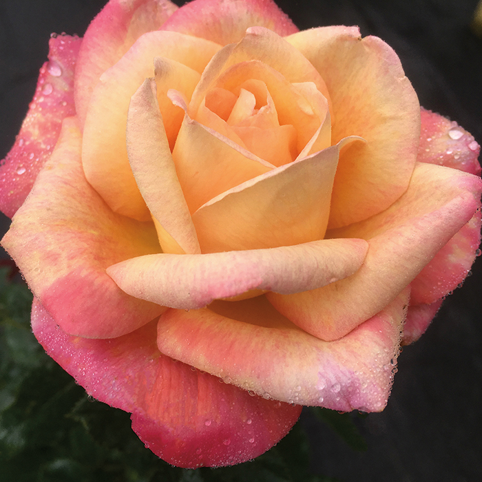 Enchanted Peace Hybrid Tea