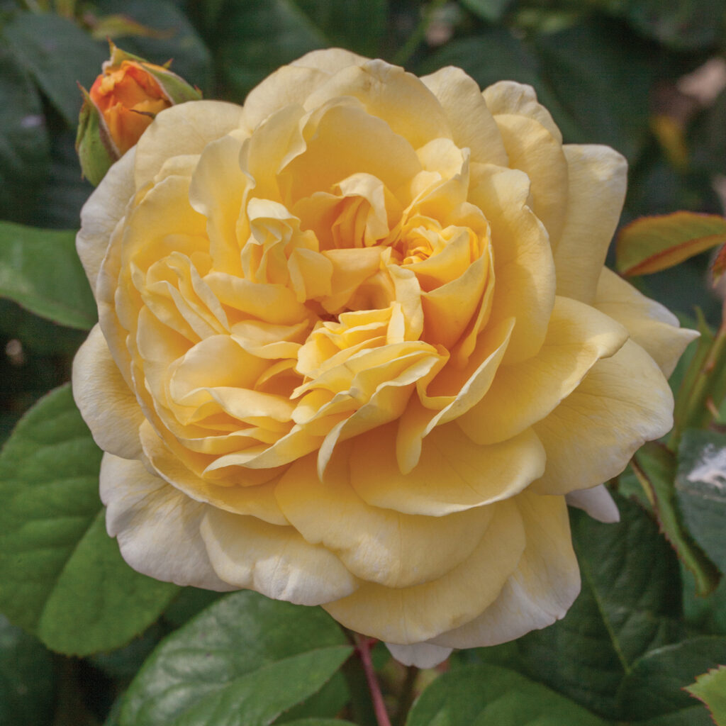 Moonlight Romantica Hybrid Tea