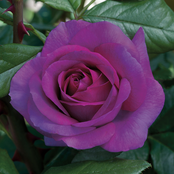 Perfume Factory Hybrid Tea Rose