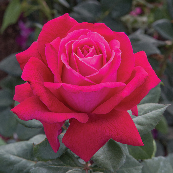 15 New Rose Varieties For Spring 2021 | Jung Seed’s Gardening Blog